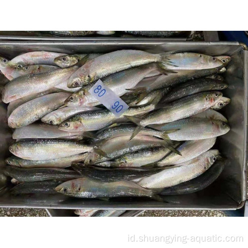 Ikan sarden beku bulat sardinella longiceps